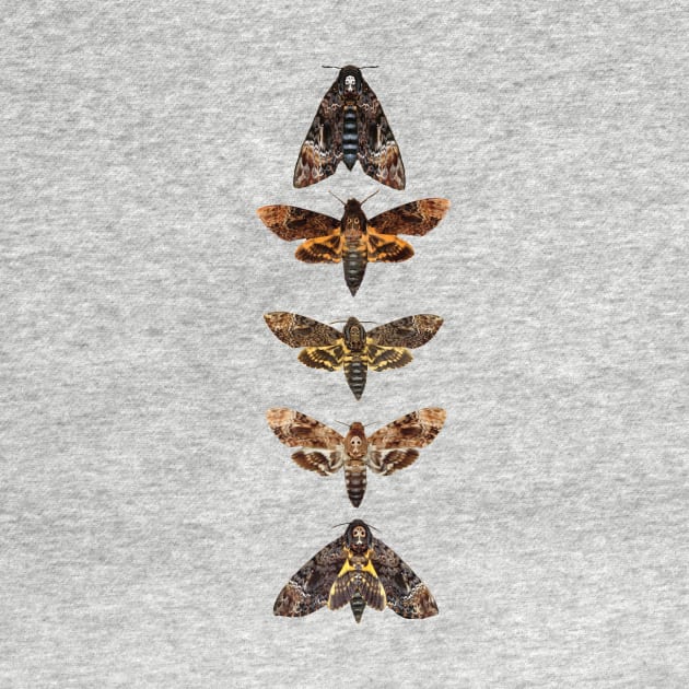 Death Head Moth | Skull Moth | Death Moth | Hawk Moth by Journey Mills